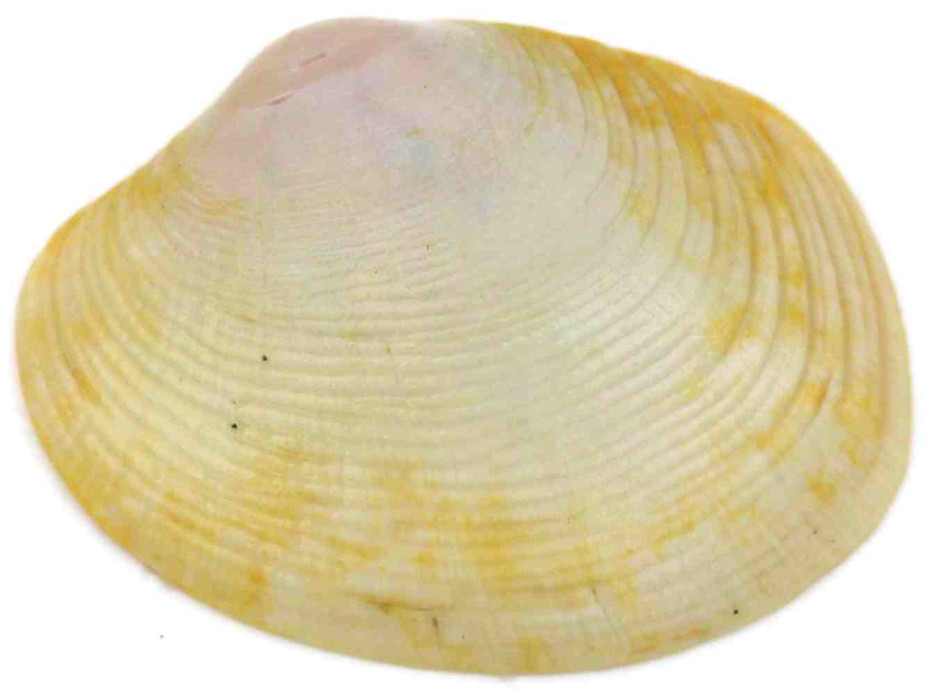 Oblong venus clam